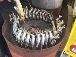 越中屋
