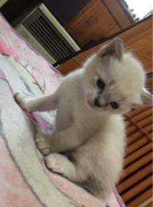 パルティア