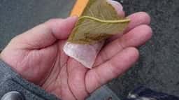 荻野菓子店