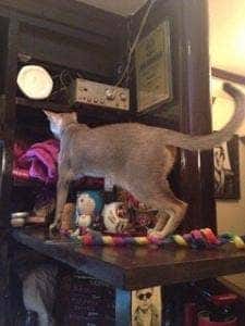猫