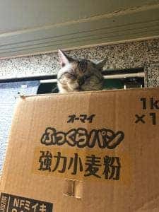 本町通 八