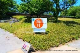 茶苑海月