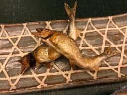 京料理 本家たん熊 本店