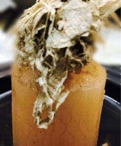 炭火焼居酒屋 櫻井