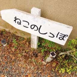 カフェ ねこのしっぽ