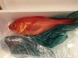 ひもの浜