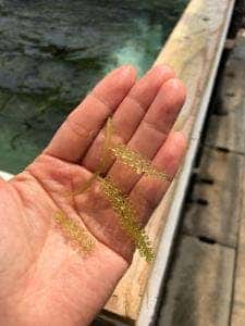 海人道