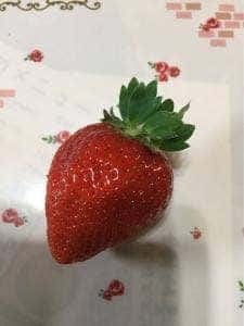 ベリコの不思議の苺園