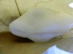杵屋菓子舗