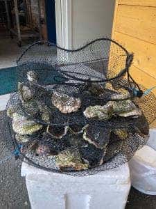 こもぶち うみのいえ こもてらす