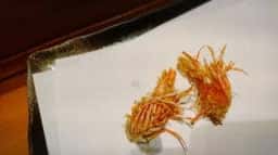 天ぷら魚新