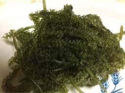 未来 ぎのざ 宜野座村 特産品加工直売センター