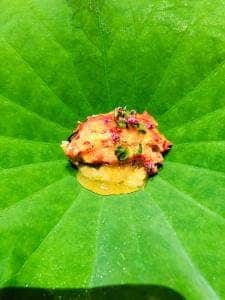 青草窠