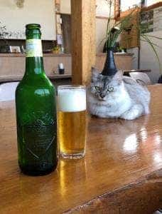 冬椿