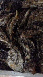 浦村かきの英治丸