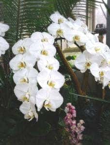 レストラン アルブル