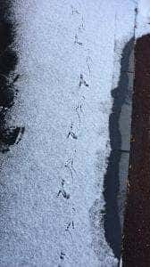 the soup IN THE SUITE