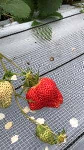 JAあしきたファーマーズマーケット でこぽん