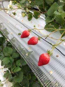 JAあしきたファーマーズマーケット でこぽん