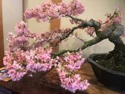 美津屋寿司