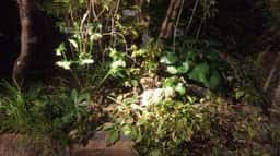 梅の花 さかい利晶の杜店