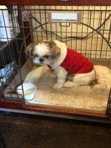 彦