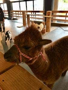 大手町牧場Cafe