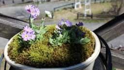 花と喫茶 さくや