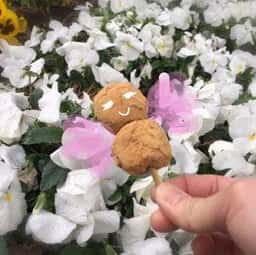 大倉山青柳
