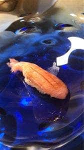 寿し はま田