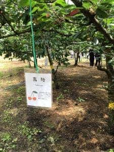 フルーツの森 平田観光農園