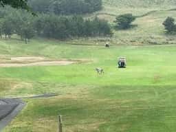 レストラン シーグランス 夏泊ゴルフリンクス