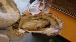 かき小屋 仙台港