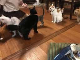 猫カフェ なーごなーご