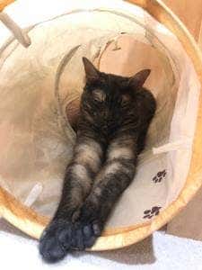moff animal Cafe 高崎OPA店