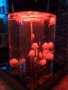 クラゲのいるお店 Bar pulmo