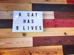 A cat has 9 lives