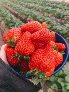 STRAWBERRY CAFE 磯山観光いちご園
