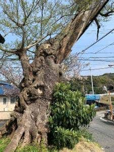 喫茶むくの木