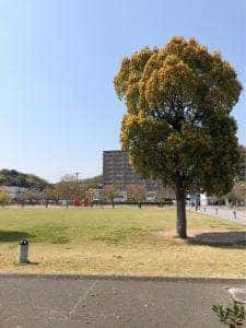 スターバックス コーヒー 山口市中央公園店