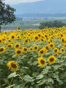 レストラン サージ