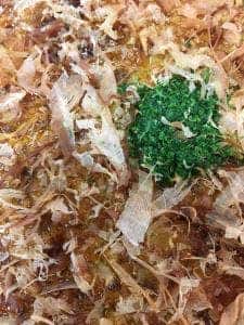 つくし