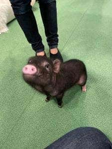 mipig cafe 大阪店
