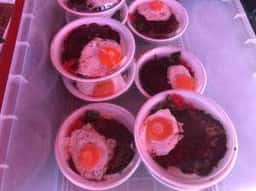 わかさ弁当 泊店