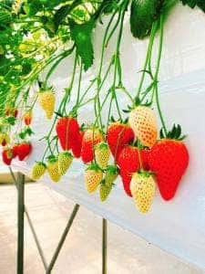 TOMO&BERRY ひまわりいちご園