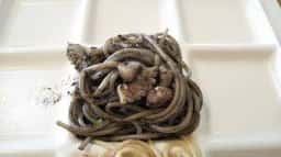 スパイスコットン DUE