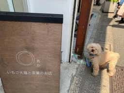 いちご大福と茶菓のお店 あか