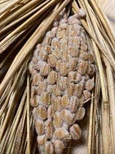 水戸納豆 エクセルみなみ