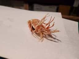 天ぷら 眞