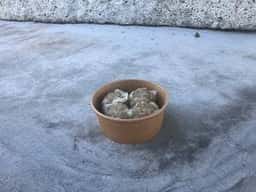 笑福シウマイ
